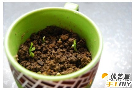 教你如何用废旧塑料盆栽种出柠檬树 春暖花开 小巧可爱的室内盆栽柠檬树教程图解_www.youyix.com