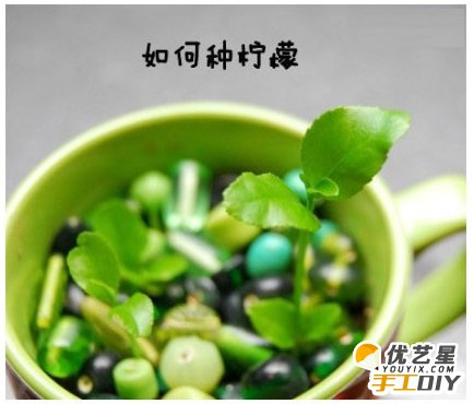 教你如何用废旧塑料盆栽种出柠檬树 春暖花开 小巧可爱的室内盆栽柠檬树教程图解_www.youyix.com
