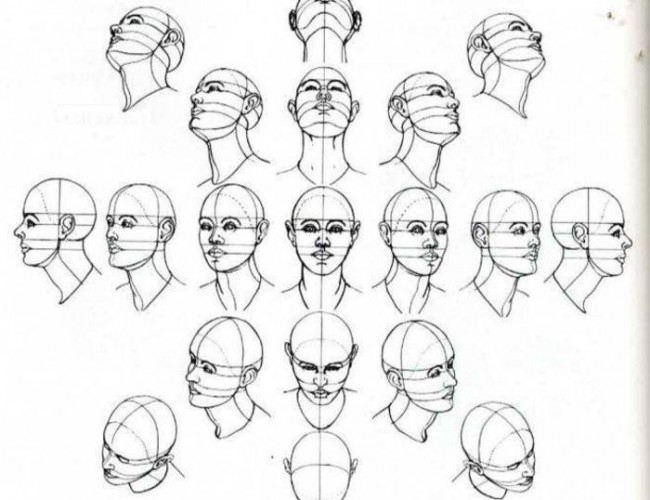 人体头部各个角度的展示和结构分解图_www.youyix.com