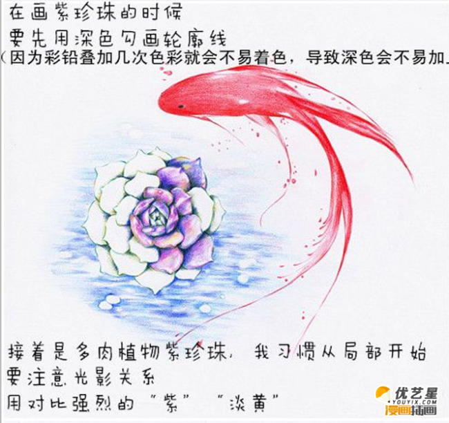 教你绘画一条细致的红金鱼教程 带紫珍珠的红金鱼绘画素材_www.youyix.com