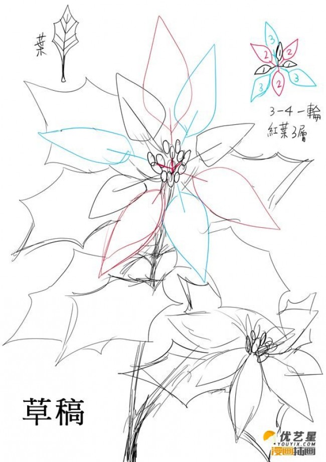 圣诞红,圣诞花怎么画 圣诞红绘画教程绘画素材_www.youyix.com