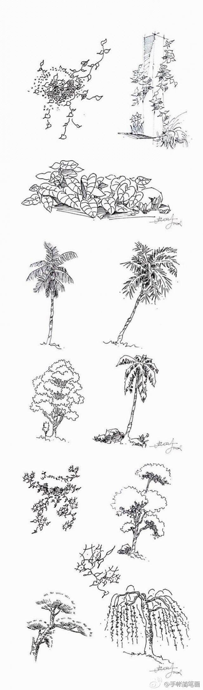 常见植物的线稿简笔画素材 带植物名称 可以作为景观设计线描手法素材_www.youyix.com