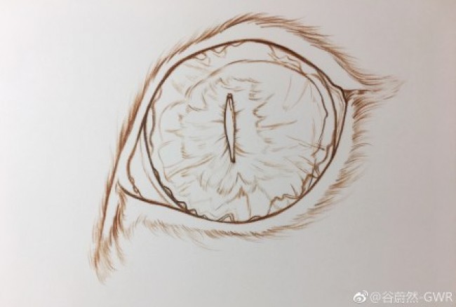 淡蓝色猫眼的彩铅上色过程展示 精致的猫眼彩铅上色教程图片_www.youyix.com