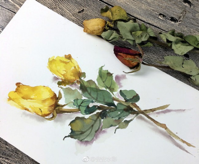 枯萎凋谢的玫瑰花水彩画图片凋谢的玫瑰花卉手绘教程画法 图片 9p 才艺君
