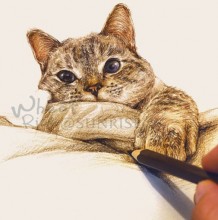 2款精细逼真的猫咪绘画过程 好神奇啊