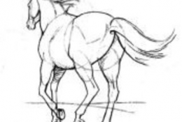 奔跑的马怎么画 马的画法 逼真马画法教程
