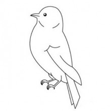 小鸟简笔画的画法 小鸟怎么画 小鸟的画法