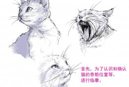 动态可爱的猫咪线稿教程 简单易懂的画猫插画素材 生动大气画法