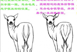 不同状态有灵性的鹿插画绘画教程 鹿的耳朵尾巴身姿不同角度