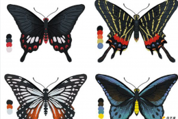 好看的漂亮的蝴蝶怎么画 一只五颜六色的蝴蝶教程 带线稿和上色教程