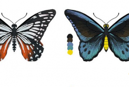 蝴蝶的简单绘画教程 蝴蝶的插画绘画步骤 漂亮蝴蝶的绘画线稿和上色教程