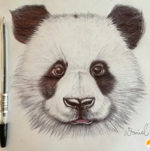 大神用圆珠笔画出超逼真熊猫效果 圆珠笔怎么画熊猫 熊猫的画法 牛人