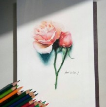 一枝精美的玫瑰花彩铅画画法教程图片 玫瑰花彩铅上色过程步骤图片