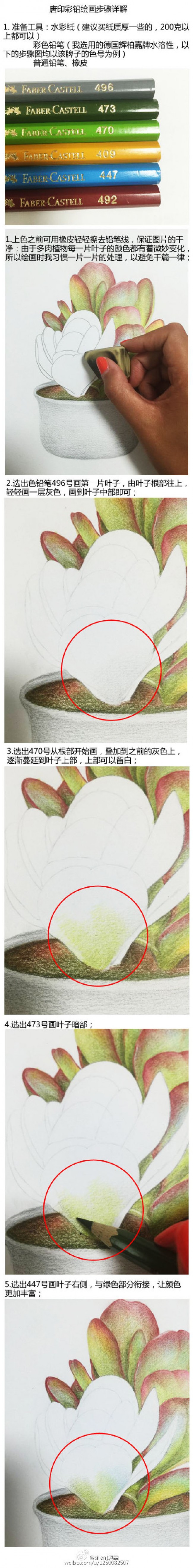 多肉植物彩铅画教程图片细节讲解上色细节和彩铅笔色号分享 图片 6p 才艺君
