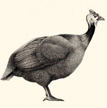 非常棒的超写实针管笔手绘作品 点绘法绘制家禽动物手绘图片
