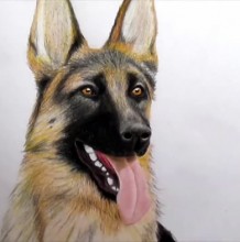 【视频】超写实狼狗彩铅手绘画视频教程 狼狗的画法 狼狗怎么画教程
